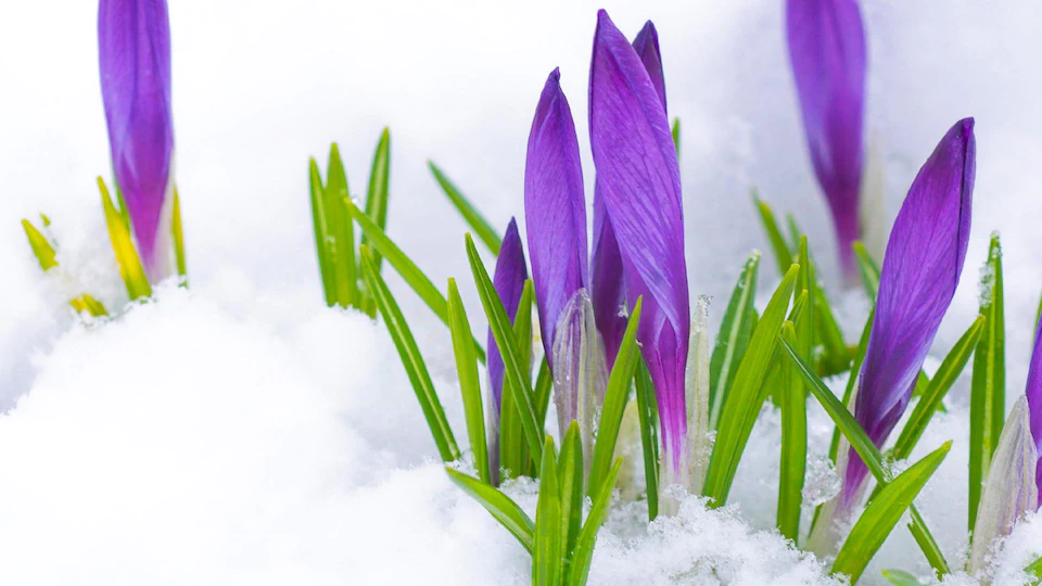 neige printemps fleur nature iris